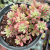 Sedum rubrotinctum 'Aurora' Pink Jelly Bean