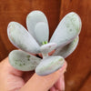 Cotyledon orbiculata 'Ping Pong'