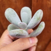 Cotyledon orbiculata 'Ping Pong'