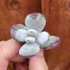 Cotyledon orbiculata 'Ping Pong'