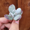 Cotyledon orbiculata 'Ping Pong'