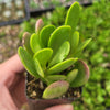 Senecio jacobsenii - Trailing Jade, Weeping Jade