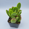 Senecio jacobsenii - Trailing Jade, Weeping Jade