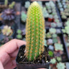 Cleistocactus winteri Golden Rat Tail