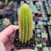 Cleistocactus winteri Golden Rat Tail