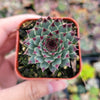 Sempervivum calcareum 'Greenii'