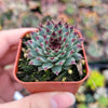 Sempervivum calcareum 'Greenii'