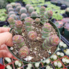 Crassula 'Baby's Necklace'