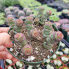 Crassula 'Baby's Necklace'