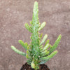 Opuntia monacantha variegata - Variegated Joseph's Coat