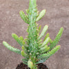 Opuntia monacantha variegata - Variegated Joseph's Coat