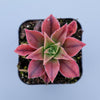 Aeonium leucoblepharum
