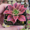 Aeonium leucoblepharum