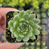 Sempervivum 'Cornelia'