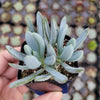 Senecio serpens 'Blue Chalk Sticks'