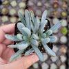 Senecio serpens 'Blue Chalk Sticks'