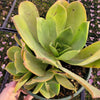 Aeonium nobile
