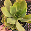 Aeonium nobile