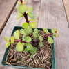 Portulacaria afra 'Elephant Bush'