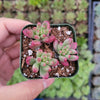 Sedum rubrotinctum 'Aurora' Pink Jelly Bean