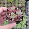 Sedum rubrotinctum 'Aurora' Pink Jelly Bean