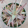 Aloe 'Pink Blush'