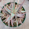 Aloe 'Pink Blush'
