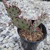 Opuntia santarita Santa Rita Purple Prickly Pear Cactus
