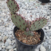 Opuntia santarita Santa Rita Purple Prickly Pear Cactus