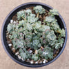 Sedum spathulifolium 'Cape Blanco' Stonecrop