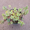 SunSparkler® Sedum 'Wildfire'