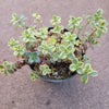 SunSparkler® Sedum 'Wildfire'