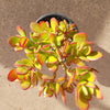 Crassula ovata - Classic Jade