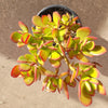 Crassula ovata - Classic Jade