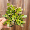 Crassula ovata 'Baby Jade'