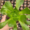 Aeonium undulatum (Stalked Aeonium)