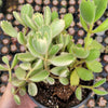 Cotyledon tomentosa Variegated Bear's Paw