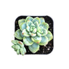 Sedum clavatum
