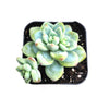Sedum clavatum