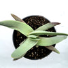 Crassula falcata 'Propeller Plant'
