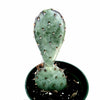 Opuntia santarita Santa Rita Purple Prickly Pear Cactus