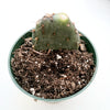 Opuntia santarita Santa Rita Purple Prickly Pear Cactus