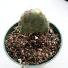 Opuntia santarita Santa Rita Purple Prickly Pear Cactus