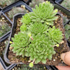 Sempervivum 'Cornelia'