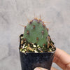 Opuntia santarita Santa Rita Purple Prickly Pear Cactus
