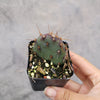 Opuntia santarita Santa Rita Purple Prickly Pear Cactus
