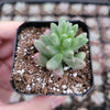 Sedum rubrotinctum 'Aurora' Pink Jelly Bean