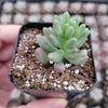 Sedum rubrotinctum 'Aurora' Pink Jelly Bean