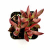 Crassula rubricaulis 'Butterfly Bush'