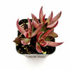 Crassula rubricaulis 'Butterfly Bush'